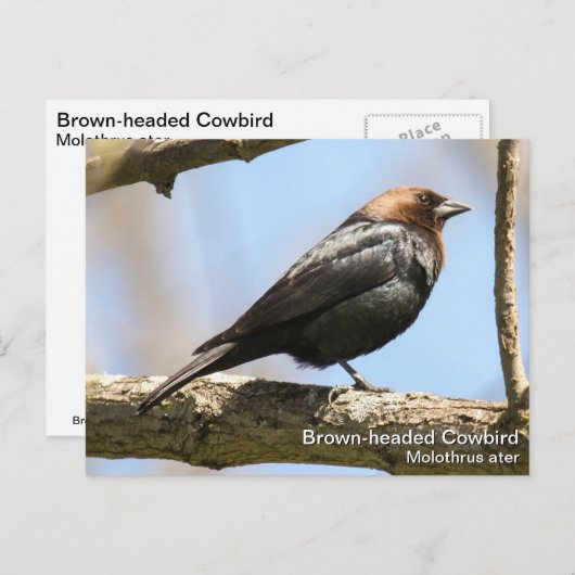 Braunkopfvogel Postkarte (Vorne/Hinten)