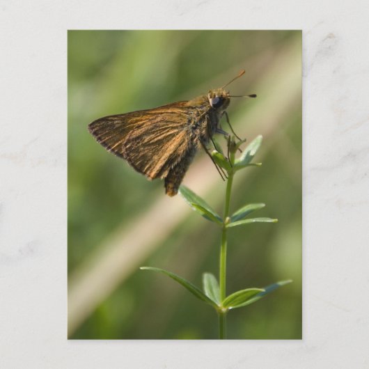 Braunmotiv Postkarte (Vorderseite)
