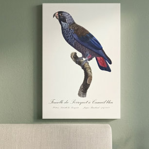 Braunpapagei, Pionus fuscus Leinwanddruck