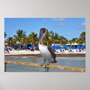 Braunpelikan, Higgs Beach, Key West, Florida Poster