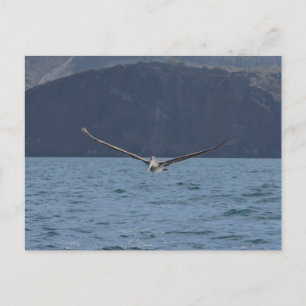 Braunpelikan im Flug, die Galapagos Postkarte