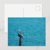 Braunpelikan Postkarte (Vorne/Hinten)