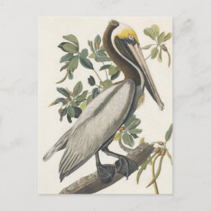 Braunpelikan von Audubon Postkarte