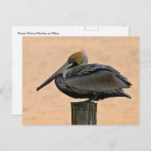 Braunpelikanruhen am Spulen Postkarte (Vorne/Hinten)