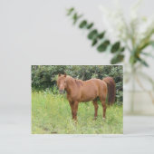 Braunpferd Postkarte (Stehend Vorderseite)