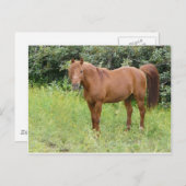 Braunpferd Postkarte (Vorne/Hinten)