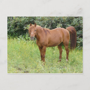 Braunpferd Postkarte