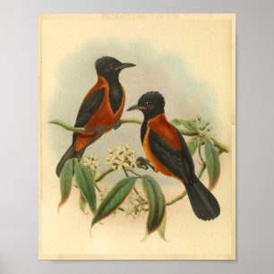 Braunroter Schwarzholzwürger Vintage Roter Vogeldr Poster