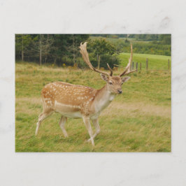 Braunschweife Postkarte