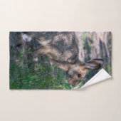 Braunschweife, Ruhen in der Natur, wild lebende Ti Handtuch (Handtuch)