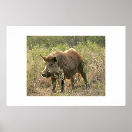 Braunschweig. Poster (Vorne)