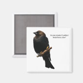 Braunschweiger Cowbird Magnet (Vorderseite/Rückseite)