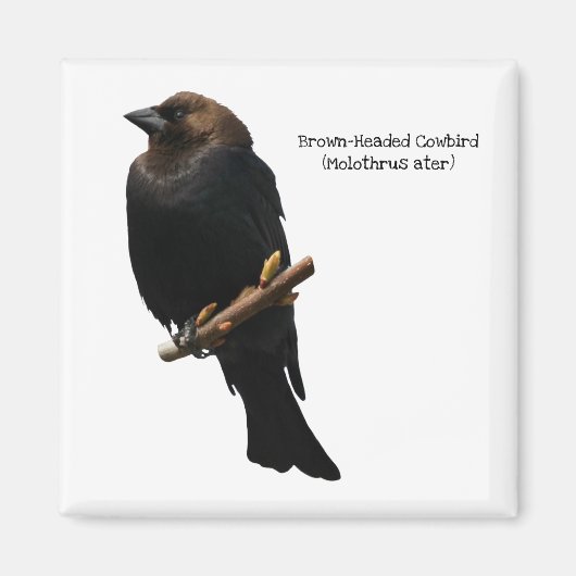 Braunschweiger Cowbird Magnet (Vorne)