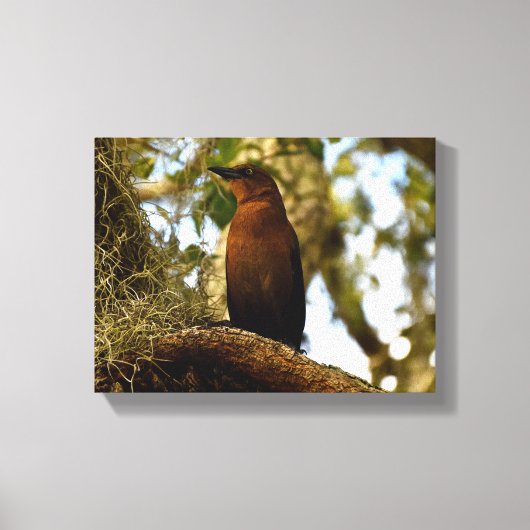 Braunspötter-Vogel Leinwanddruck (Vorderseite)