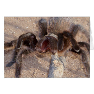 Brauntrantula