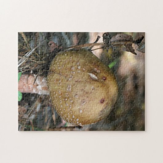 Braunwald Pilznatur Puzzle (Horizontal)