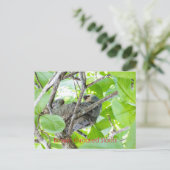 Braunwurzelflossen Postkarte (Stehend Vorderseite)