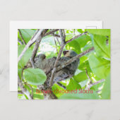 Braunwurzelflossen Postkarte (Vorne/Hinten)