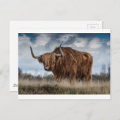 BraunYak auf dem Feld für grüne und braune Grasflä Postkarte (Vorne/Hinten)