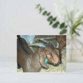 Braunziege Postkarte (Stehend Vorderseite)