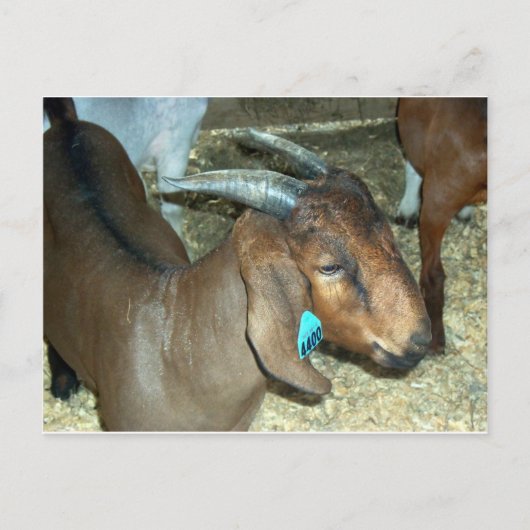 Braunziege Postkarte (Vorderseite)