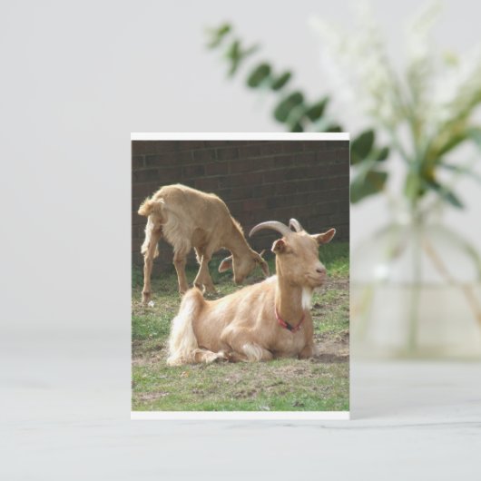 Braunziege Postkarte (Stehend Vorderseite)