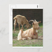 Braunziege Postkarte (Vorne/Hinten)