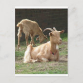 Braunziege Postkarte (Vorderseite)