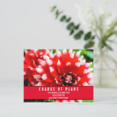 Brautparty Änderung der Pläne Rote Dahlia Postkart Postkarte (Stehend Vorderseite)