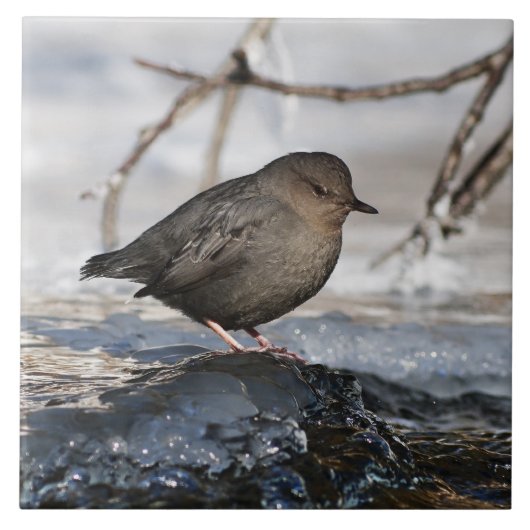 Brave American Dipper Fliese (Vorderseite)