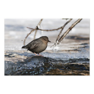 Brave American Dipper Fotodruck