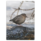 Brave American Dipper Klemmbrett (Rückseite)