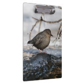 Brave American Dipper Klemmbrett (Rechts)