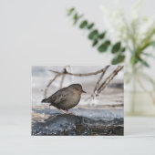 Brave American Dipper Postkarte (Stehend Vorderseite)