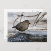 Brave American Dipper Postkarte (Vorne/Hinten)