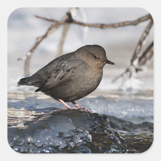 Brave American Dipper Quadratischer Aufkleber (Vorderseite)