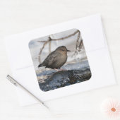 Brave American Dipper Quadratischer Aufkleber (Umschlag)