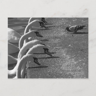 Brave Pigeon Postkarte