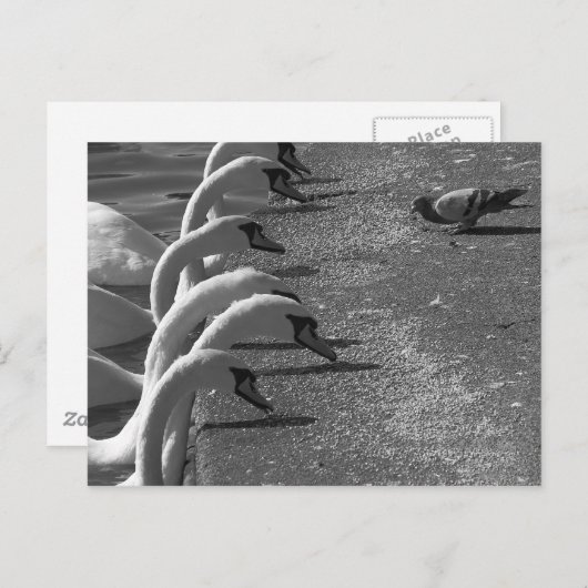 Brave Pigeon Postkarte (Vorne/Hinten)