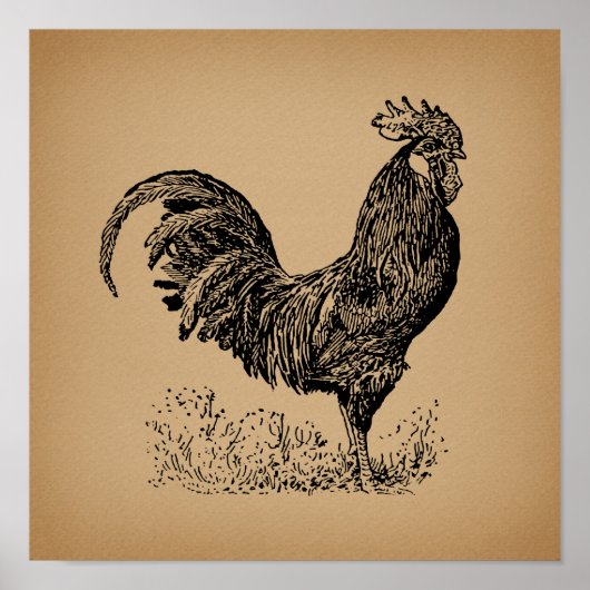 Brawn Antique Rooster Illustration Hühnerart Poster (Vorne)