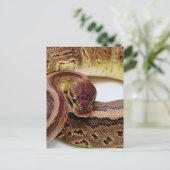 Brawn Ball Python Resting Postkarte (Stehend Vorderseite)