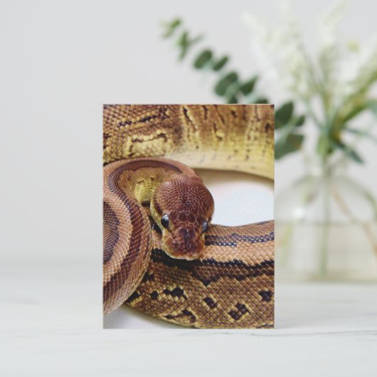 Brawn Ball Python Resting Postkarte (Stehend Vorderseite)