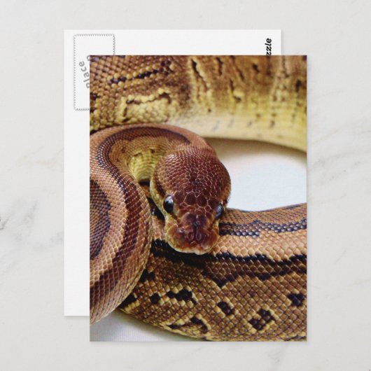 Brawn Ball Python Resting Postkarte (Vorne/Hinten)