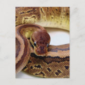 Brawn Ball Python Resting Postkarte (Vorderseite)