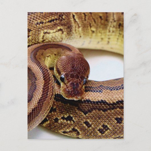 Brawn Ball Python Resting Postkarte (Vorderseite)