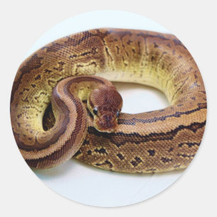 Brawn Ball Python Resting Runder Aufkleber