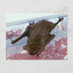 Brawn Bat Postcard Postkarte