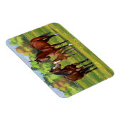 Brawn Bay Quarter Pferde im Sommer Weide Magnet (Rechte Seite)