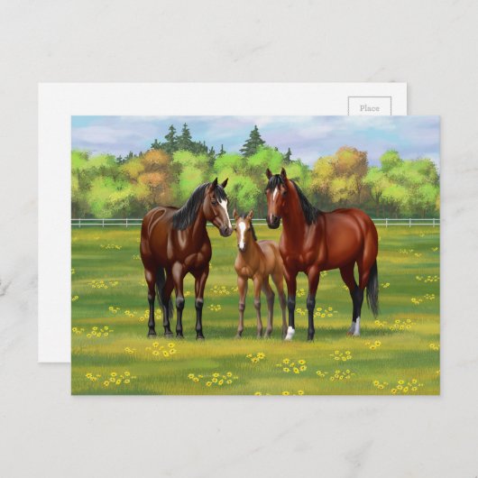 Brawn Bay Quarter Pferde im Sommer Weide Postkarte (Vorne/Hinten)
