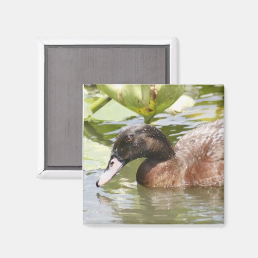 Brawn Duck Foto Square Magnet (Vorderseite/Rückseite)